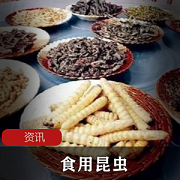 食用昆虫加入国人食品目录清单？对此你怎么看？